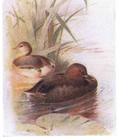 Little Grebe by Archibald Thorburn